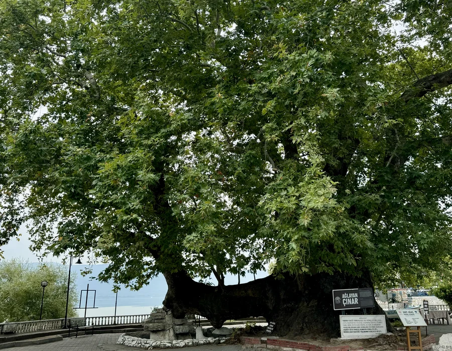 Ağlayan Çınar
